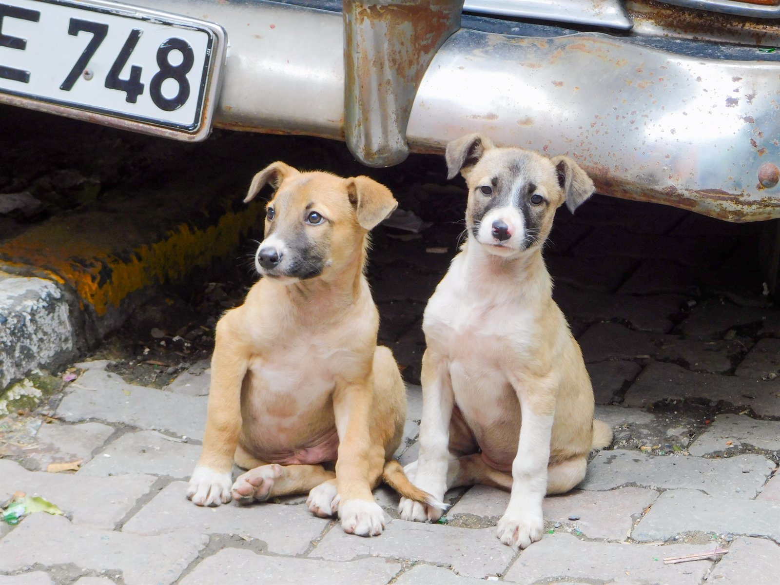 Cuccioli a Istanbul di Ivan Pogodin