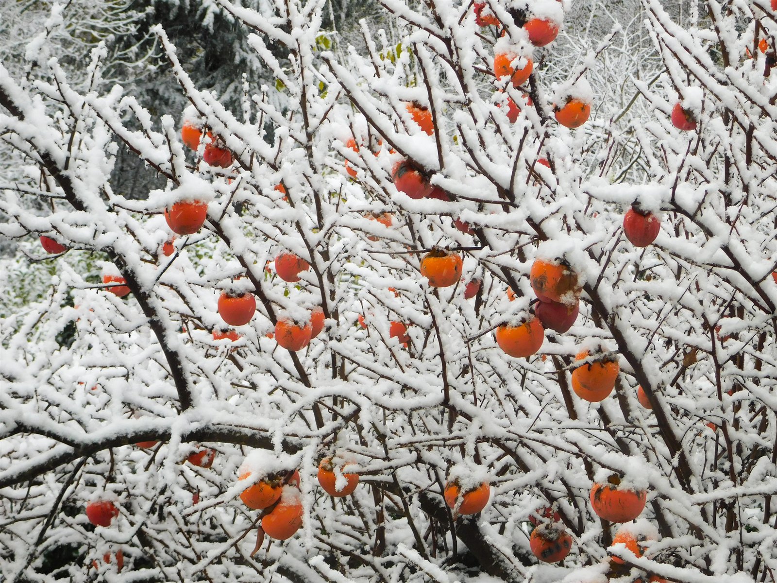 Cachi in inverno di Ivan Pogodin